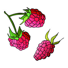 Raspberry Berries. Cartoon style. Stock illustration. White background, isolate.