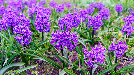 Obraz premium Blooming meadow of beautiful purple hyacinths in spring. Celebrate concept. Space for text.