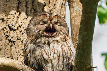 Tawny owl (Strix aluco)