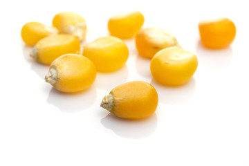 Raw Corn Seeds or Corn kernels canned. Yellow maize Sweet seeds for popcorn on white agriculture background. Detailed macro photo.