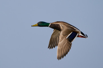 Obraz premium Mallard (Anas platyrhynchos)