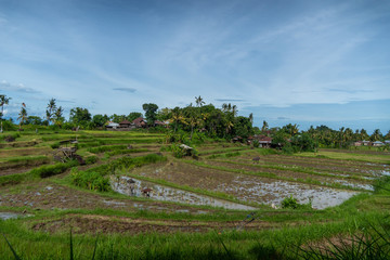 Balinese Rice Field Terraces with blue skies