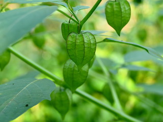 ayurvedic  mdicinal plant njotta njodiyan