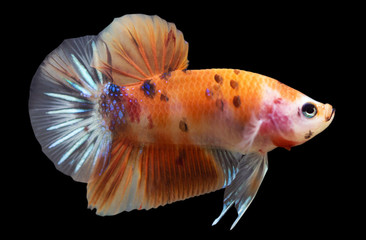 Betta Nemo Halfmoon Plakat HMPK Male or Plakat Fighting Fish Splendens On Black Background.