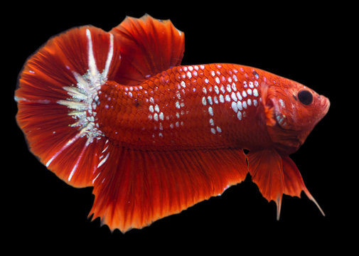 Betta Hellboy Halfmoon Plakat HMPK Male or Plakat Fighting Fish Splendens On Black Background.