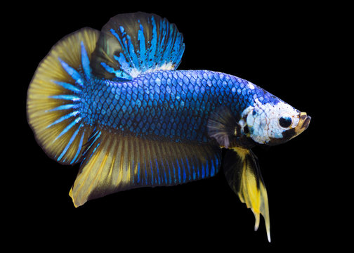 Betta Mustard Halfmoon Plakat HMPK Male or Plakat Fighting Fish Splendens On Black Background.