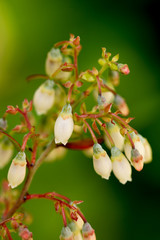 ビルベリーの花のマクロ