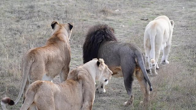 Lions pride in African savannah 