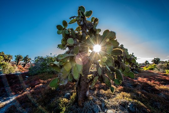 Cactus tree over lava flows, Galapagos islands.
