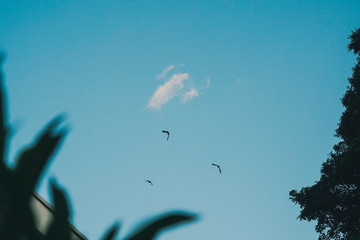bird palmtree clouds in the sky