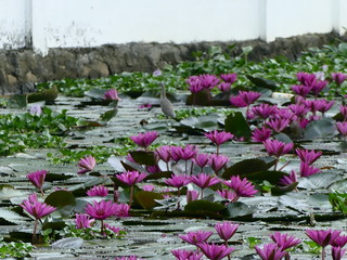 water lilly 