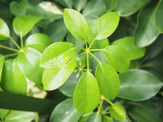 A cup of tropical cactus