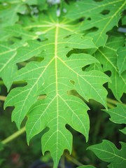 Papaya leaf in the thai style garden
