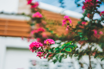Naklejka premium The flower so beautiful with blur background and select focus