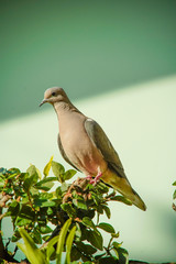 dove bird on a branch