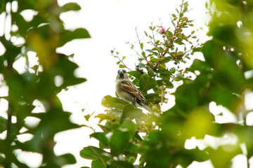 House Sparrow bird on a branch