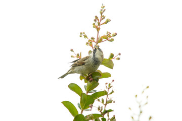 Fototapeta premium House Sparrow bird on a branch