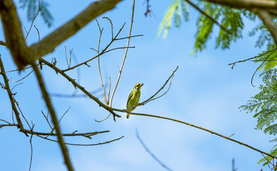 Little bird on tree branch with blue sky,Coppersmith Barbet