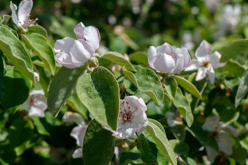 Quince Spring Blossom Close Up