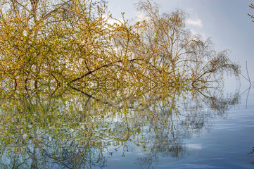 tree in the water