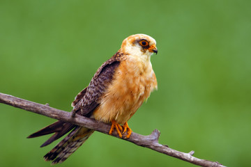 The red-footed falcon (Falco vespertinus), formerly western red-footed falcon sitting on the branch with green background. Beautifully colored female little falcon on a branch.