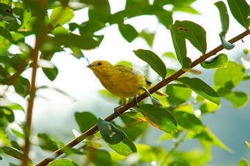 Sicalis flaveola bird on the tree