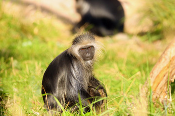 The king colobus (Colobus polykomos), also known as the western black-and-white colobus sits on the...