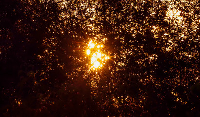 Naklejka premium Orange flare light backside shadows tree,star light