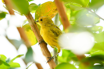 Sicalis flaveola bird on the tree
