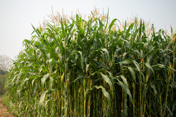 Corn plantation.