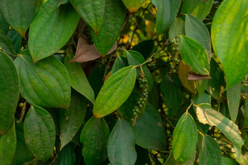 Pepper Garden Farm.