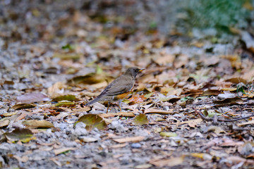 browned headed thrush in forest