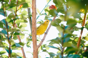 Sicalis flaveola bird on the tree
