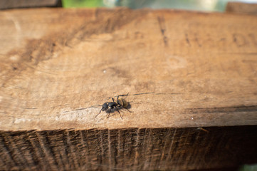 hormiga en tabla 