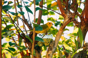 Sicalis flaveola bird on the tree