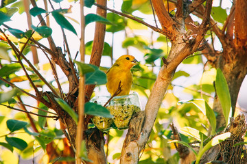Sicalis flaveola bird on the tree