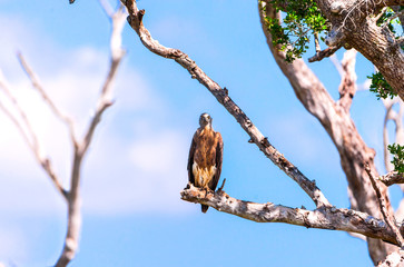 bird of prey