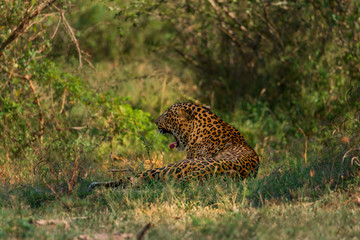 Yawning Leopard