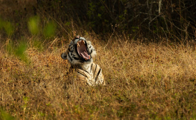 Yawning Tiger