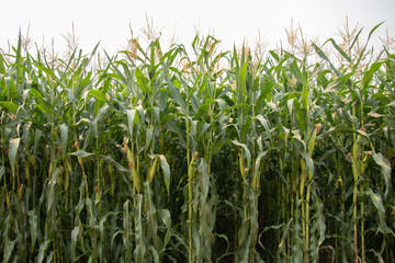 Corn plantation.