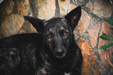 portrait of a black dog