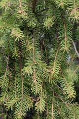 Background - the branches of the fir trees in the sun closeup