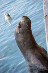 lobo marino y gaviota en el puerto
