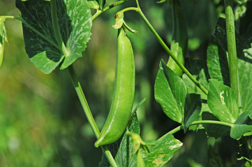 グリーンピース　鹿児島県　出水市