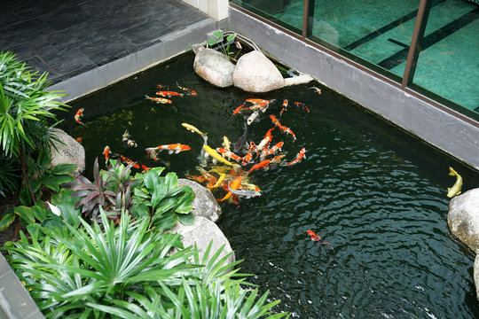 Beautiful colorful carp fish in the pond decoration with tropical plants gardening