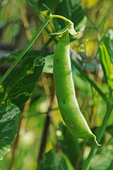 グリーンピース　鹿児島県　出水市