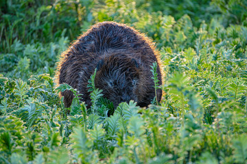 Beaver rodent in wild nature in the grass with sunlight shining from behind feeding feed and collecting wood in the forest sunset golden hour