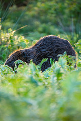 Beaver rodent in wild nature in the grass with sunlight shining from behind feeding feed and collecting wood in the forest sunset golden hour vertical photo 