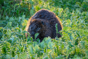 Beaver rodent in wild nature in the grass with sunlight shining from behind feeding feed and collecting wood in the forest 