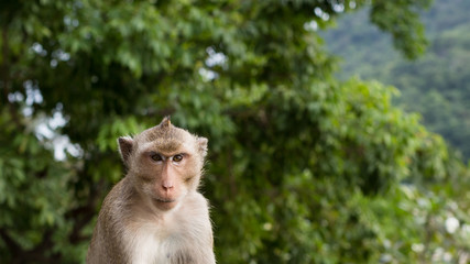 Wild Monkeys in Thailand